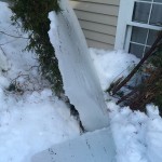 Tree Split from Falling Ice Dam